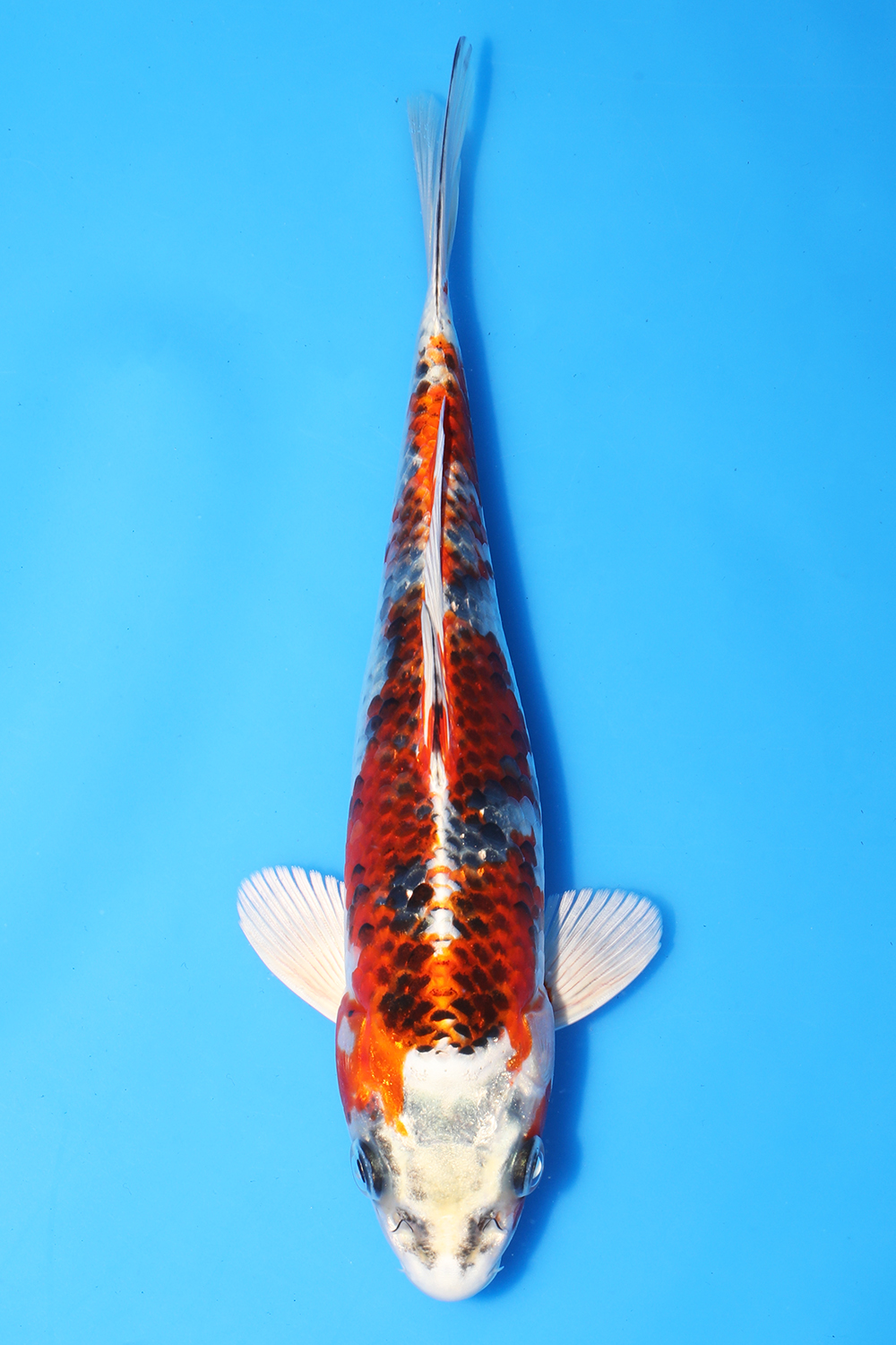 Kujaku