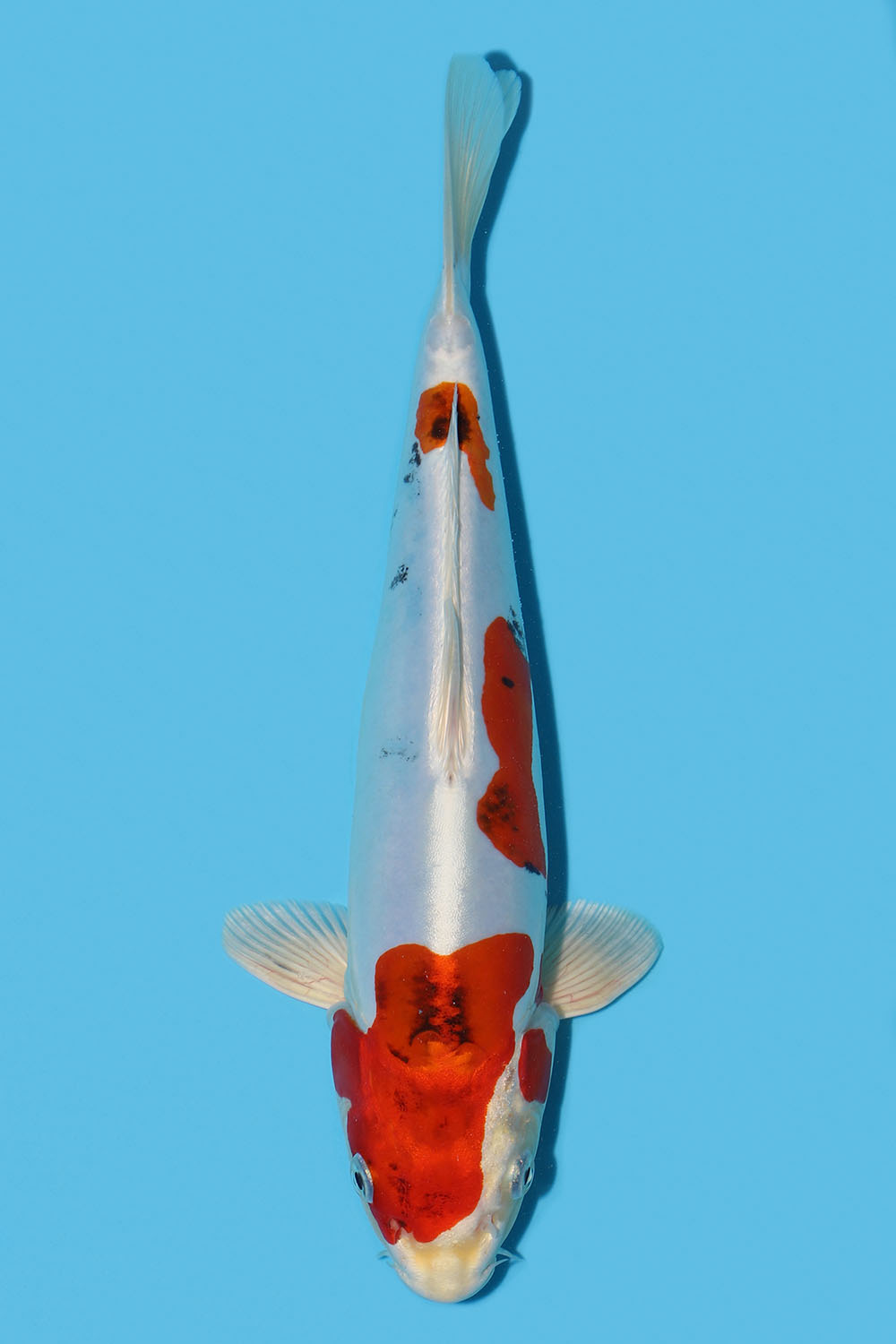 Yamatonishiki