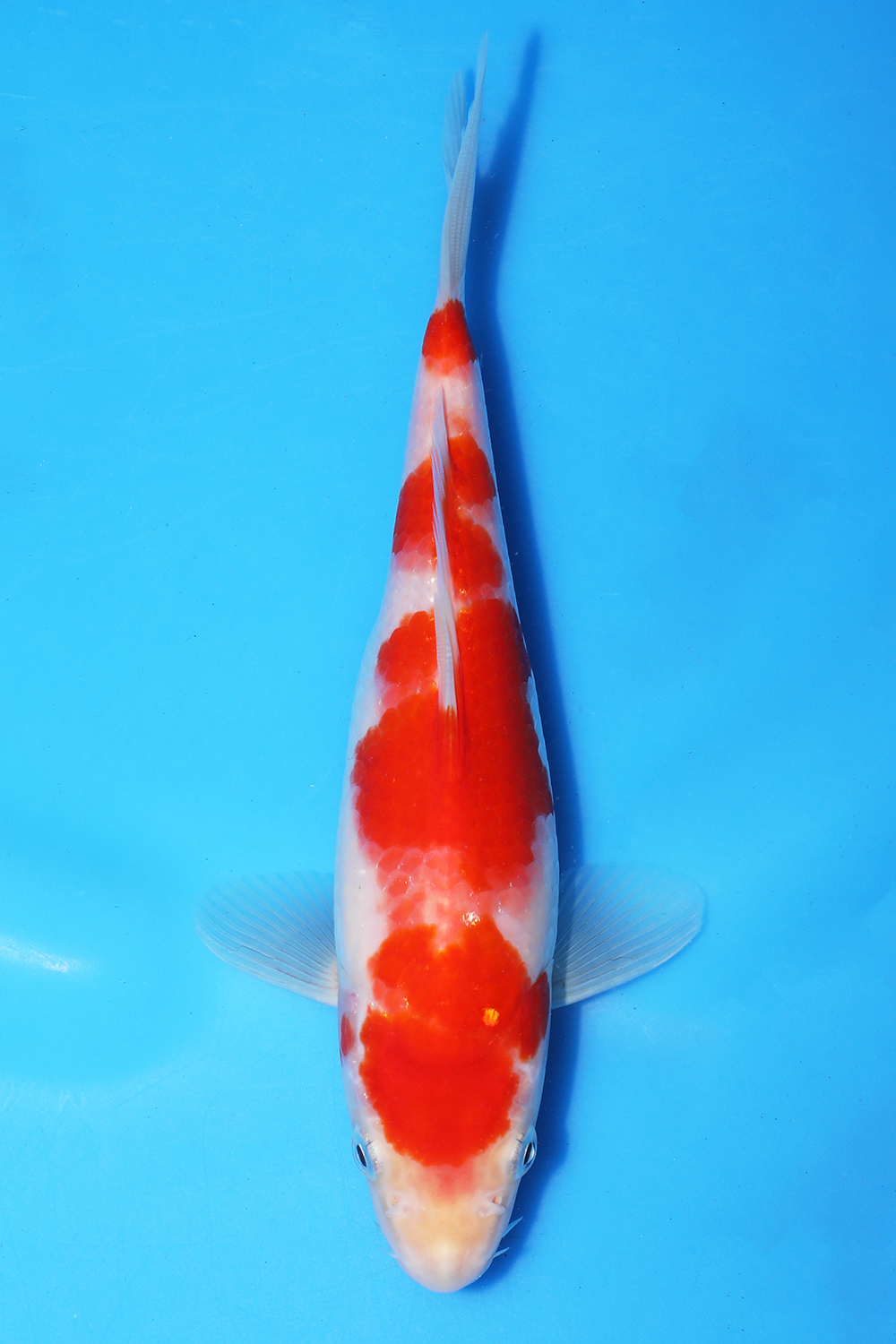 Kohaku