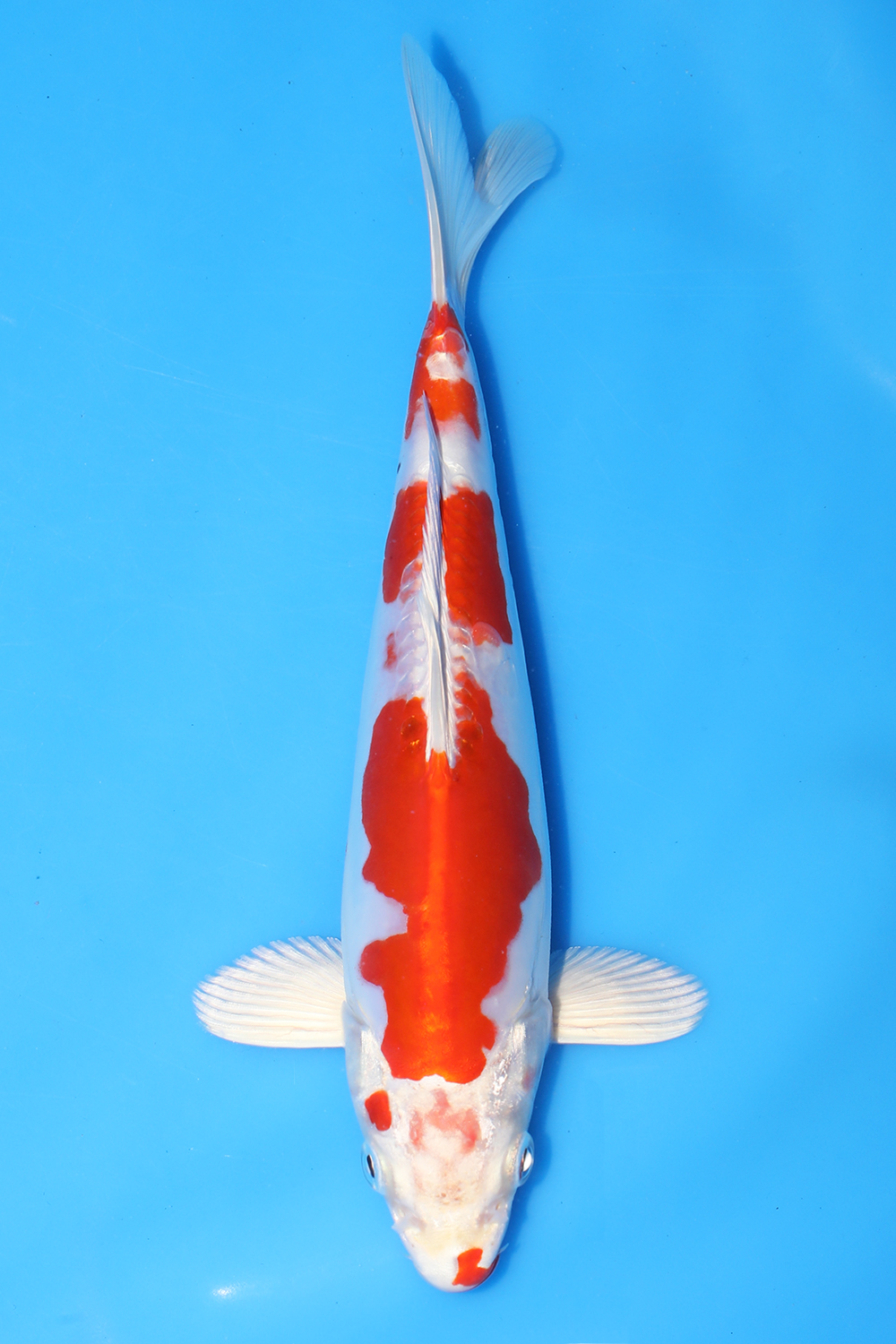 Kikusui