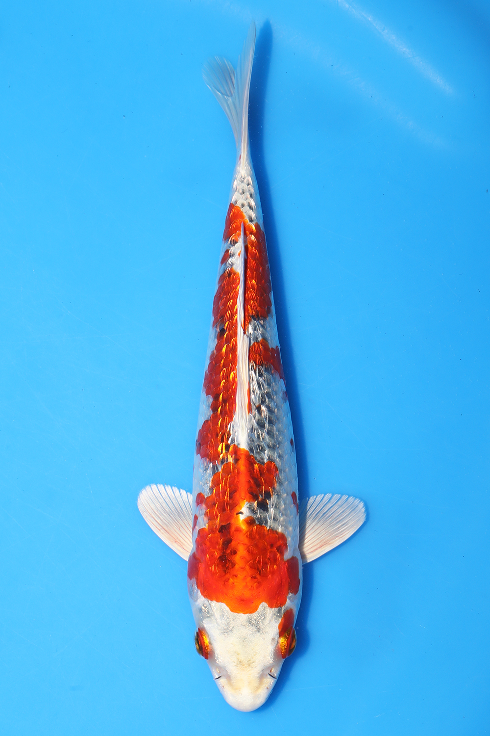 Gin Rin Kujaku