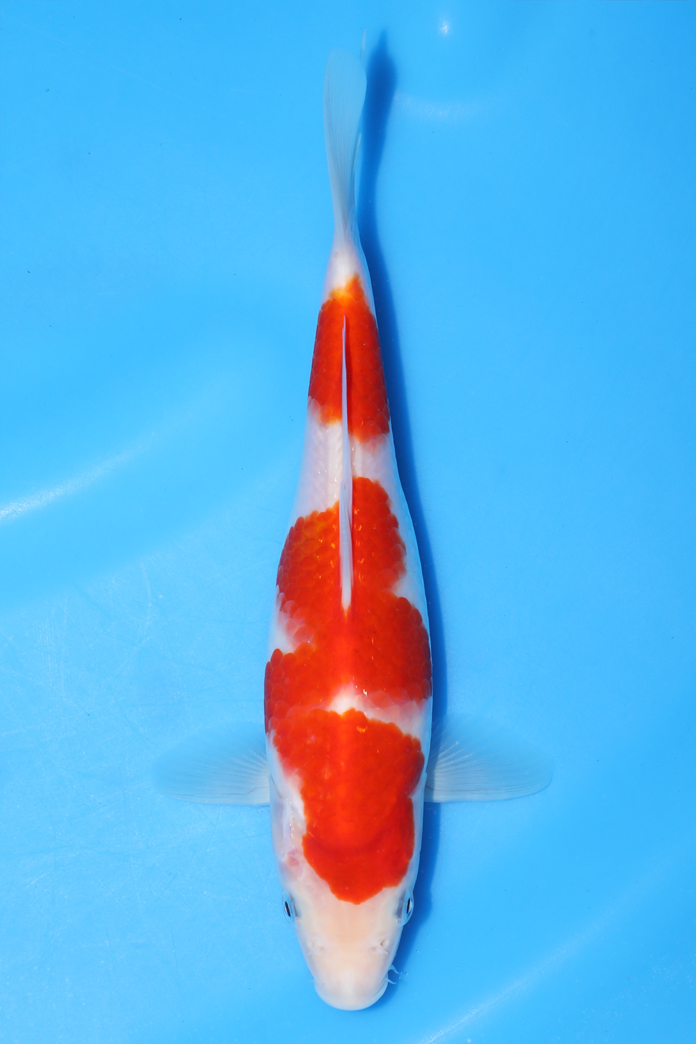 Kohaku