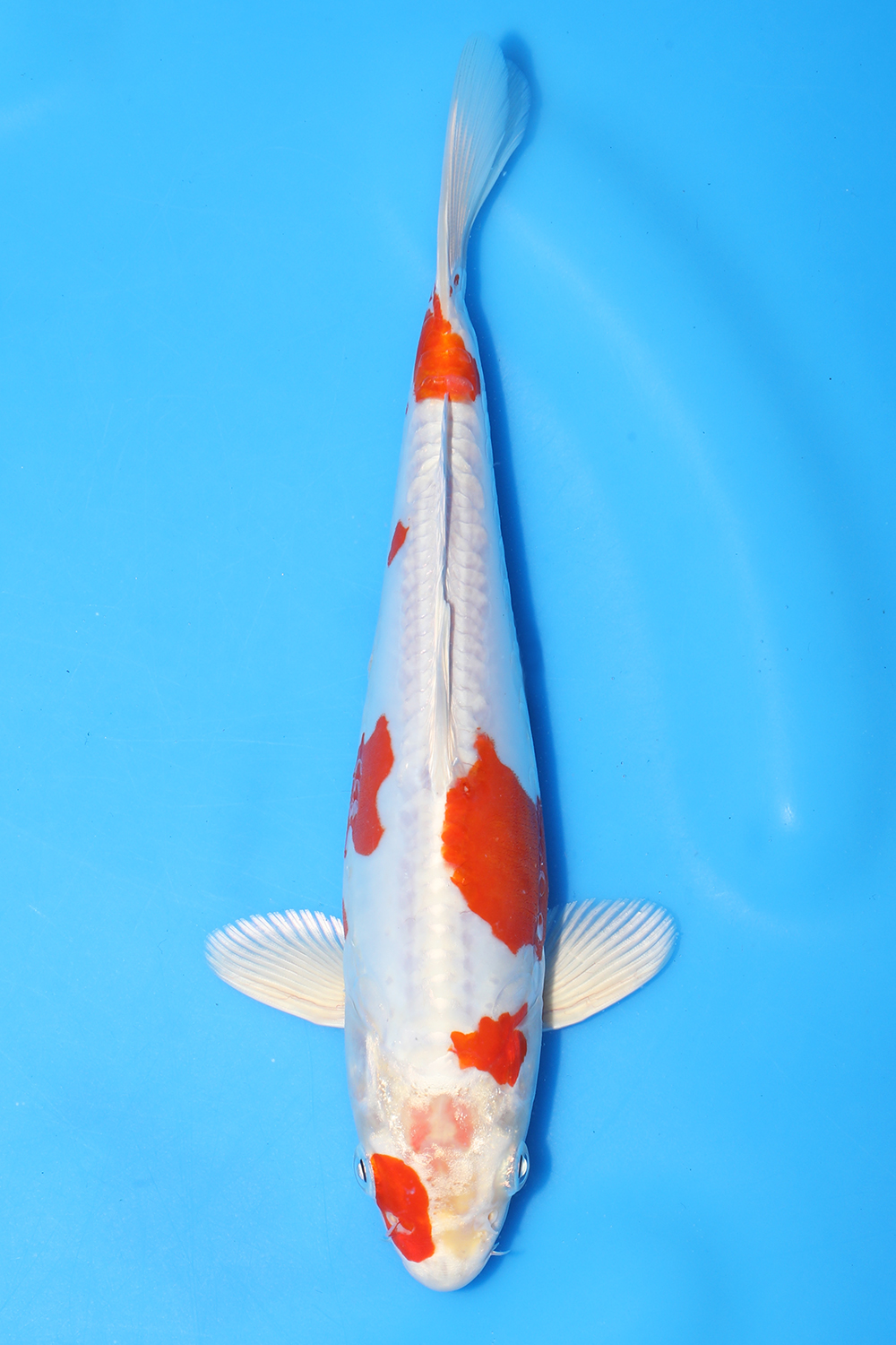 Kikusui