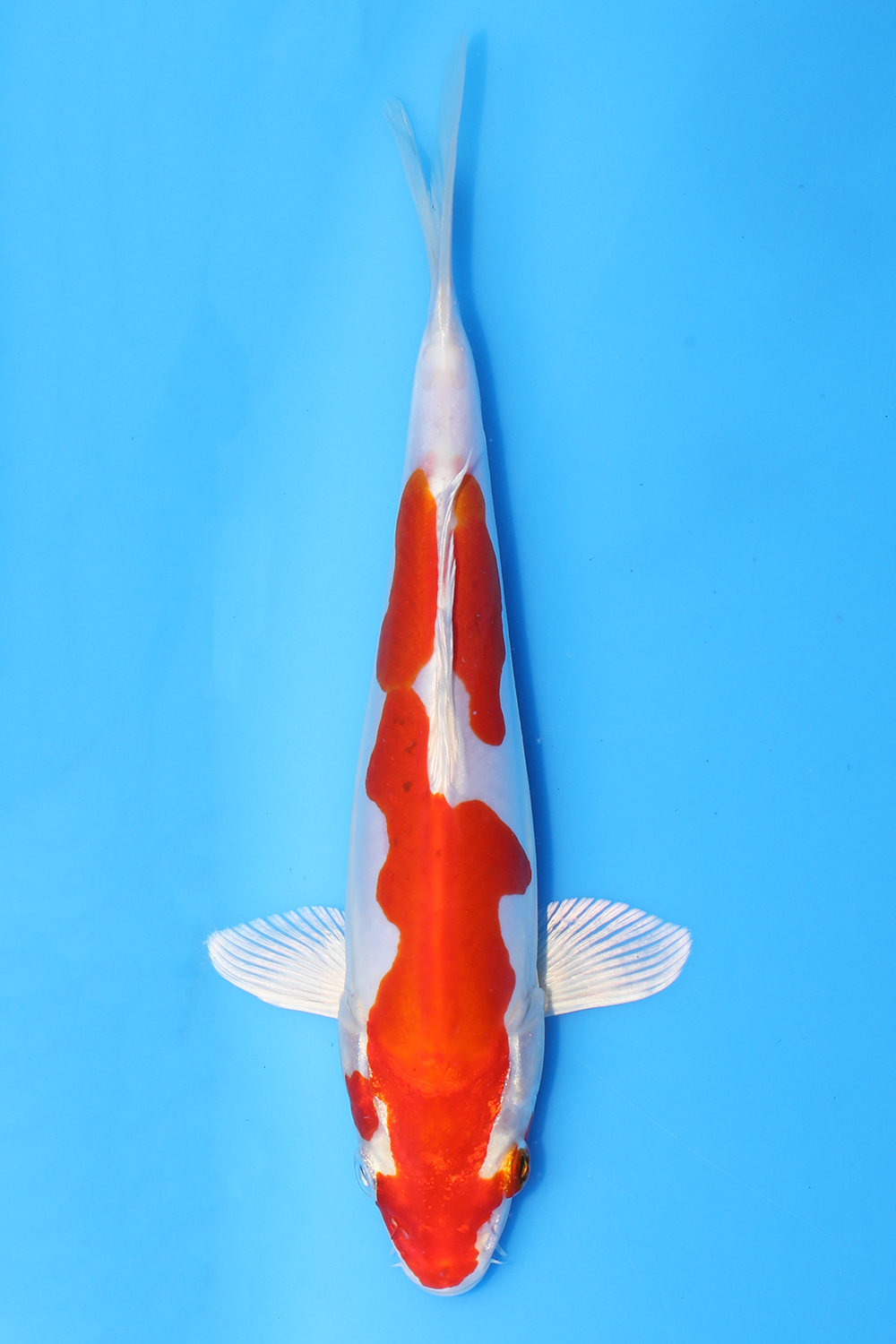 Kikusui