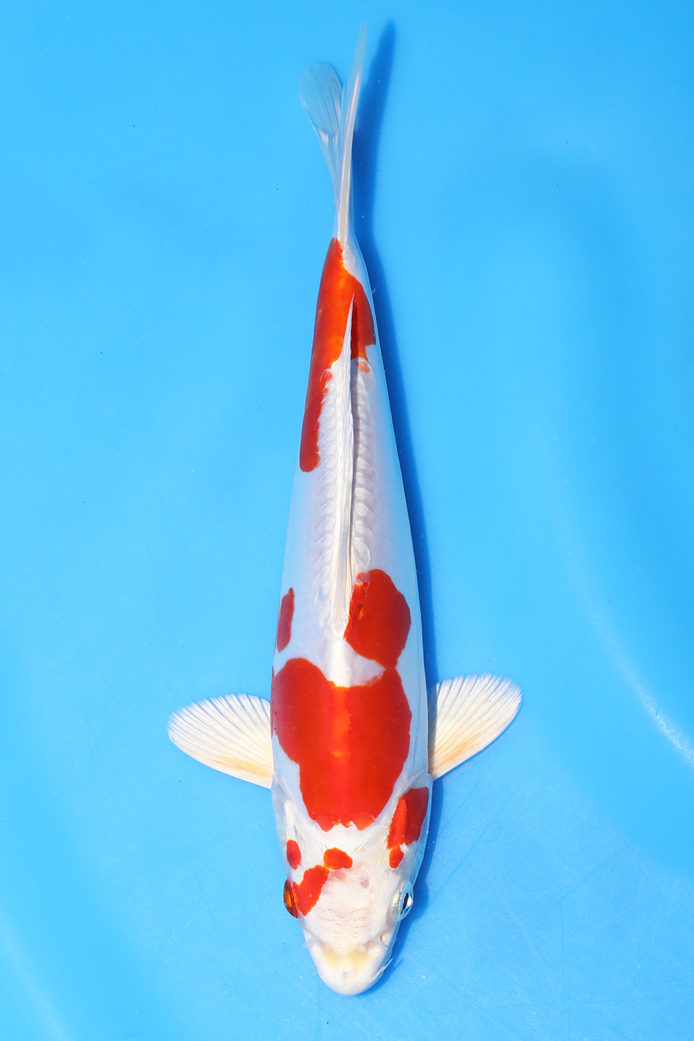 Kikusui