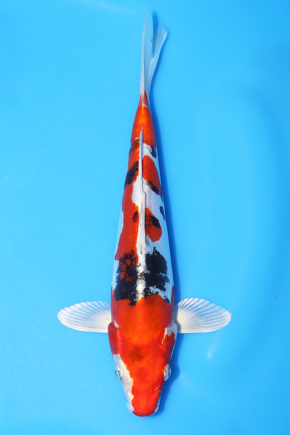 Yamatonishiki