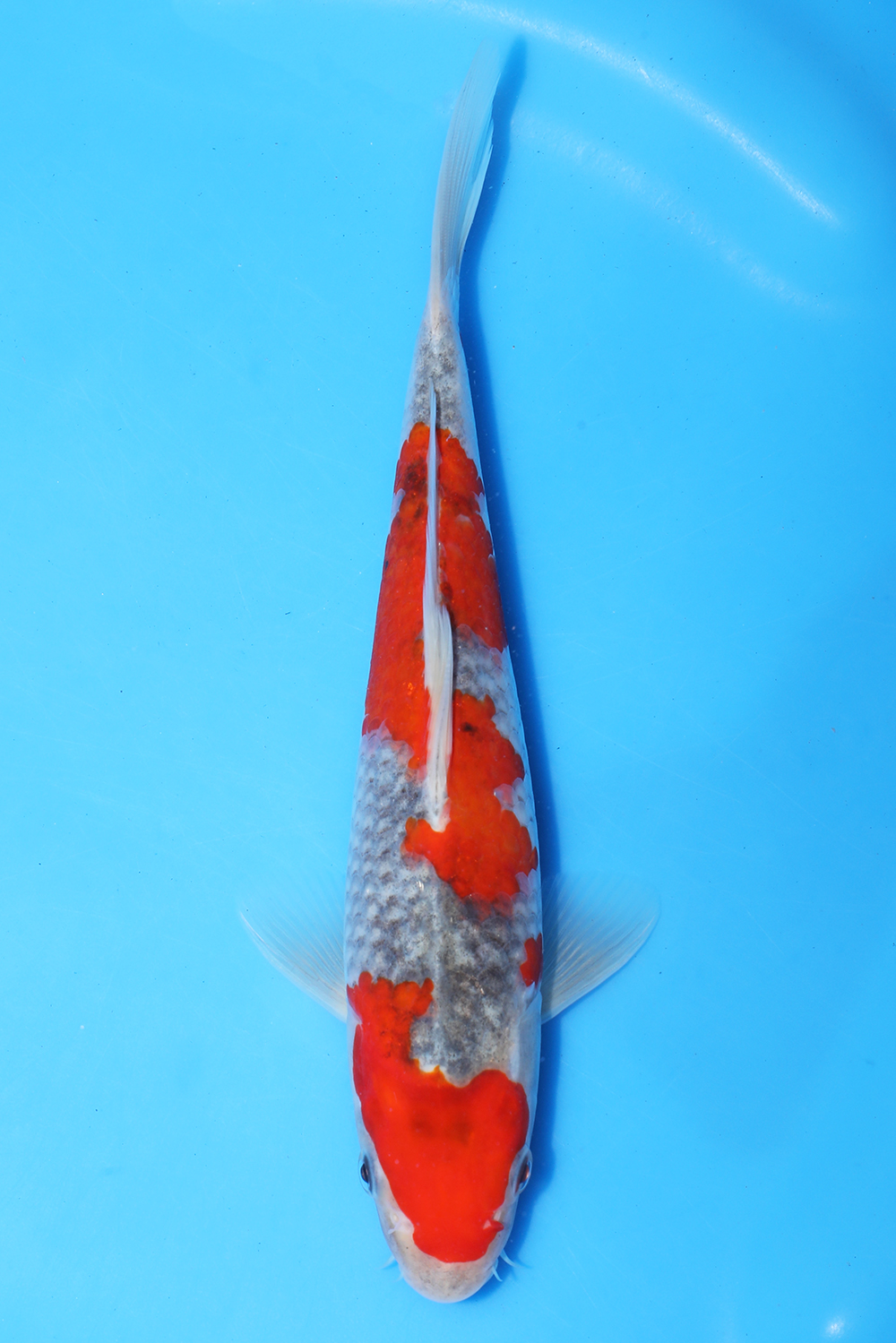 Goshiki