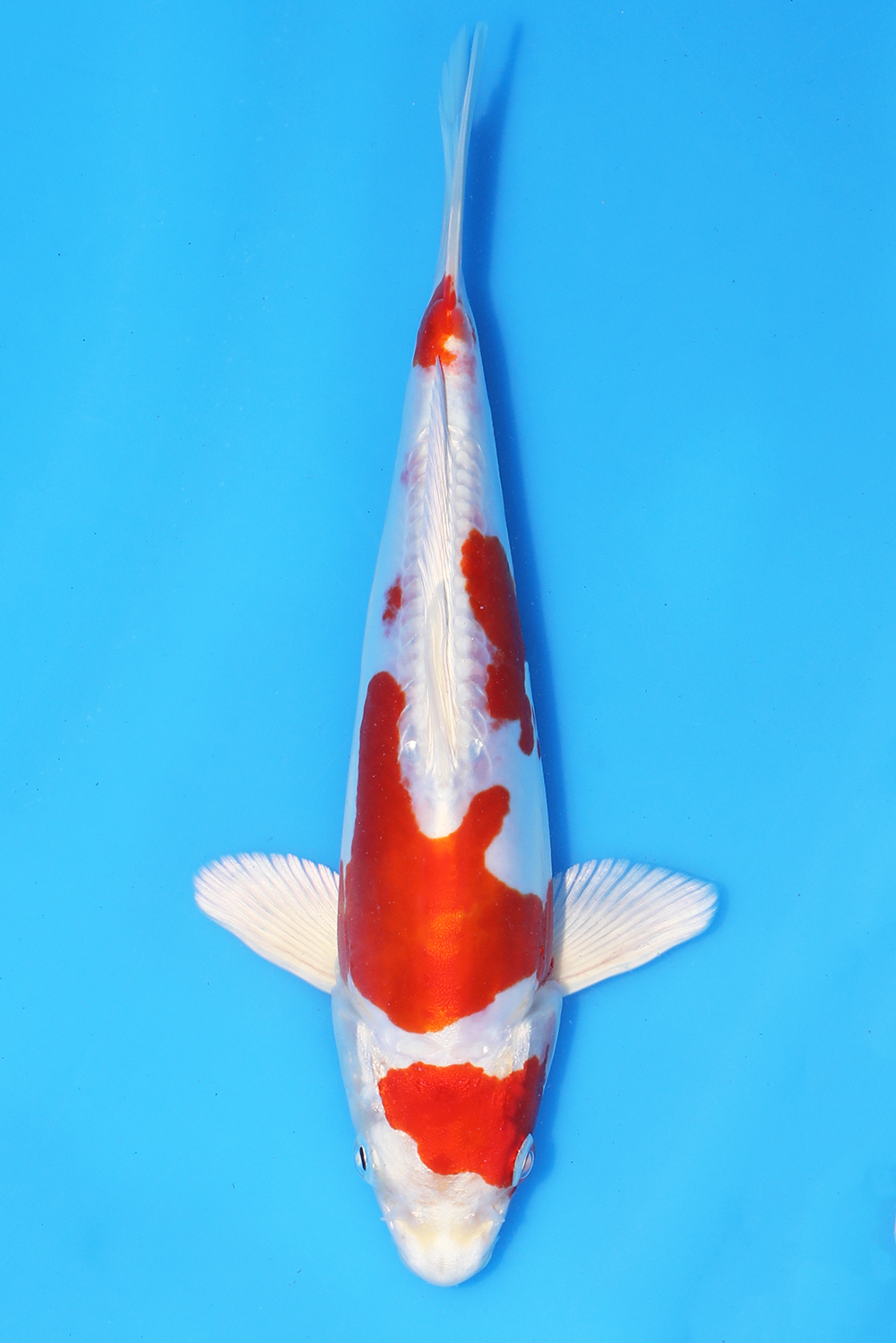 Kikusui