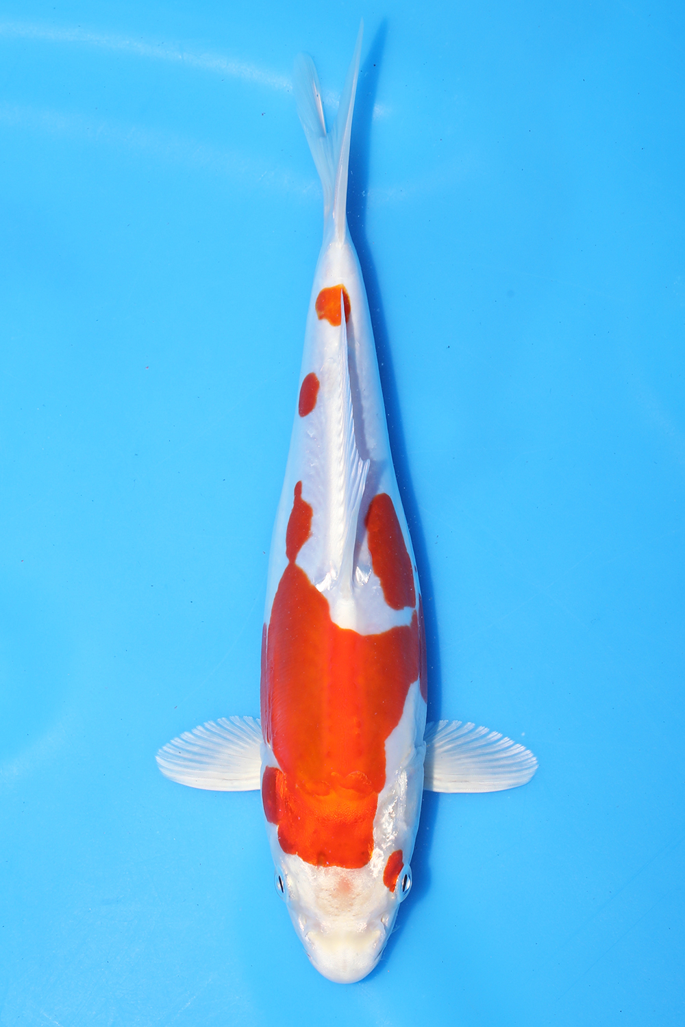 Kikusui