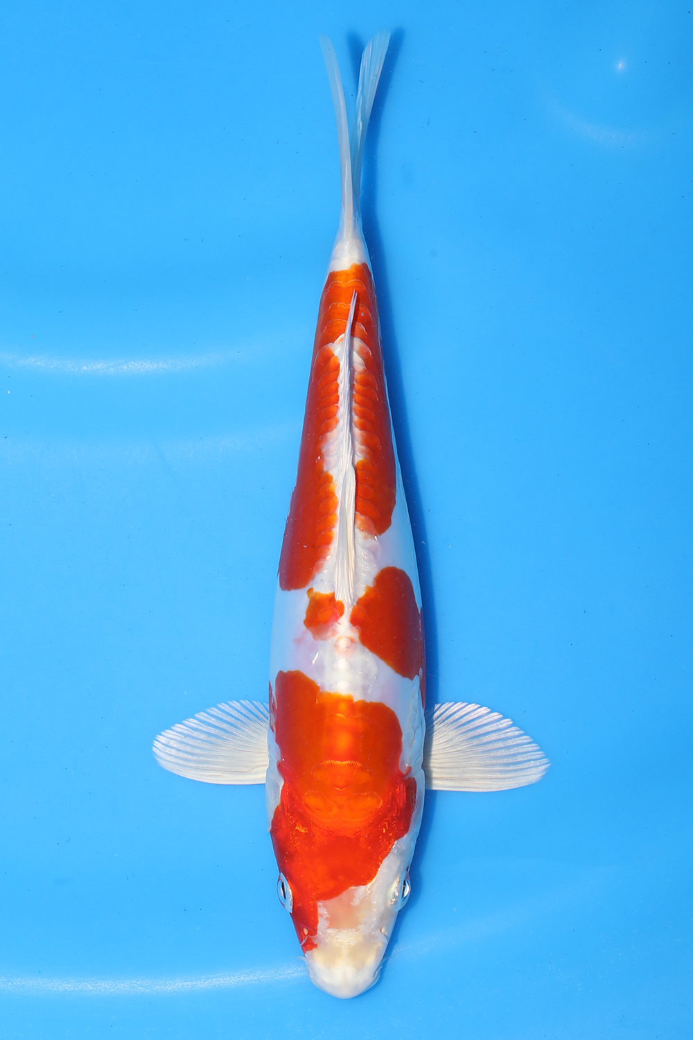 Kikusui