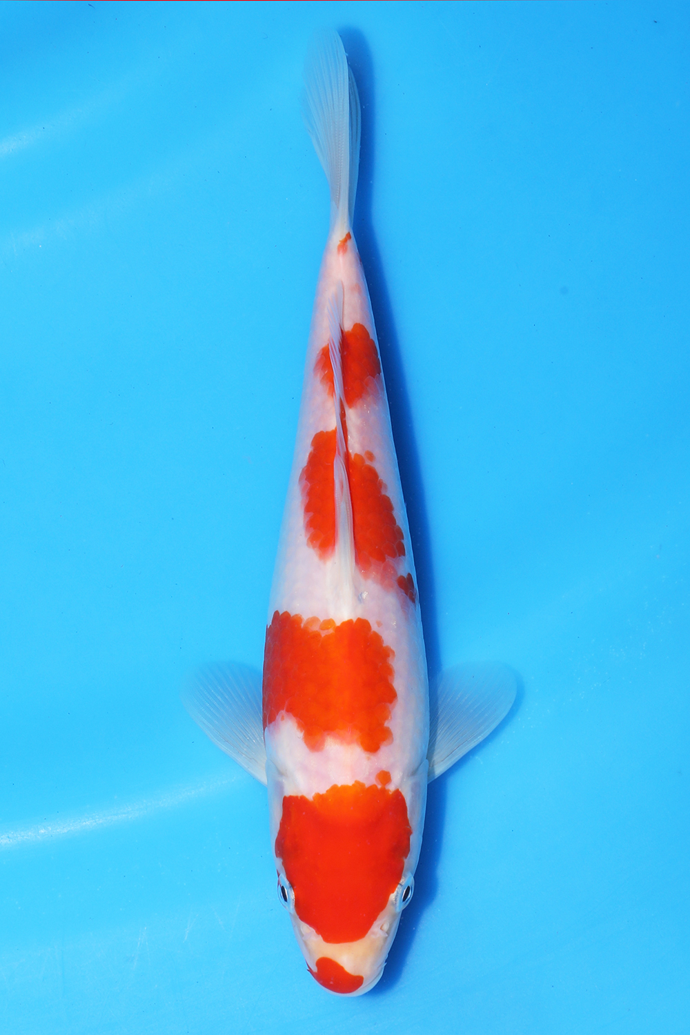 Kohaku