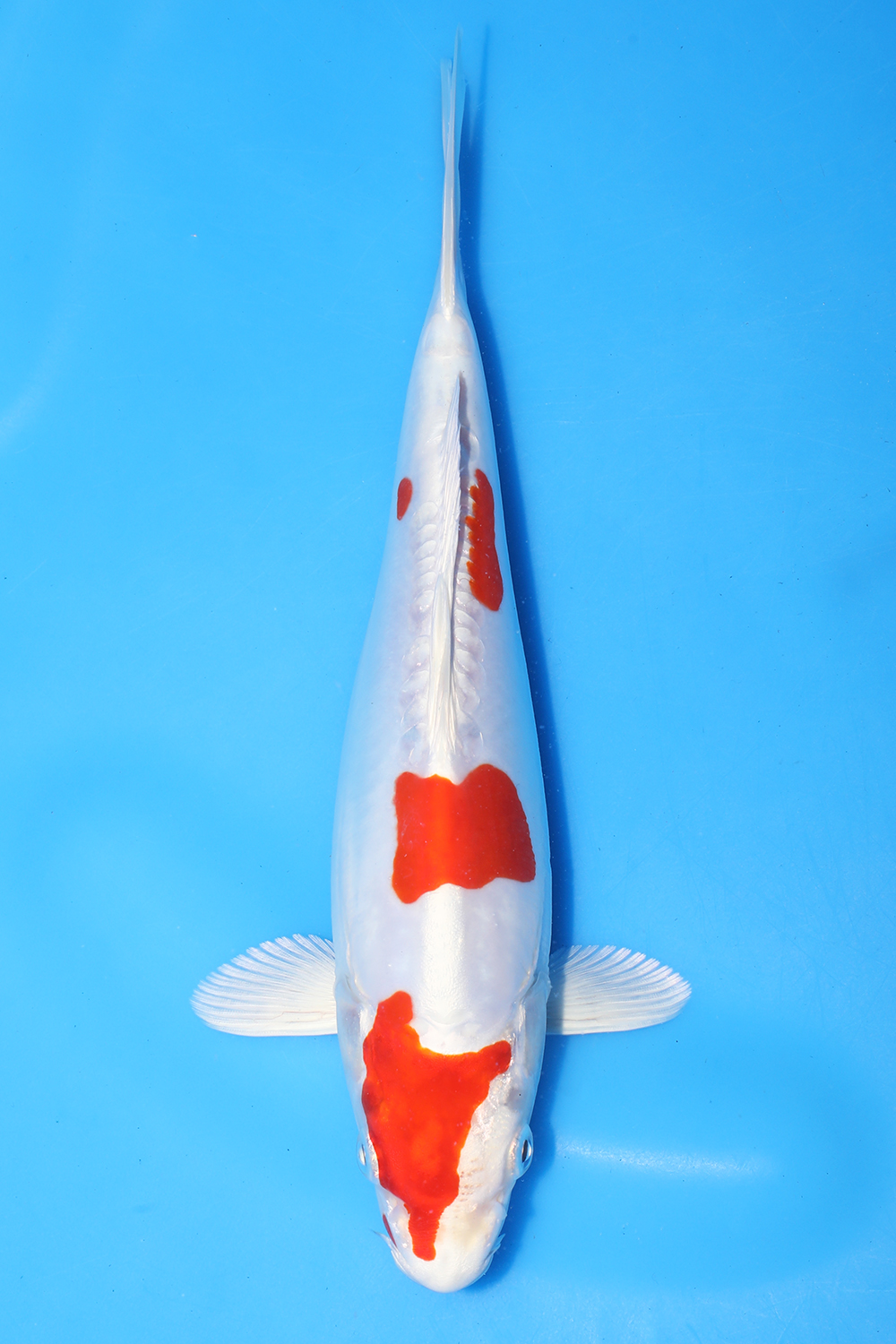 Kikusui