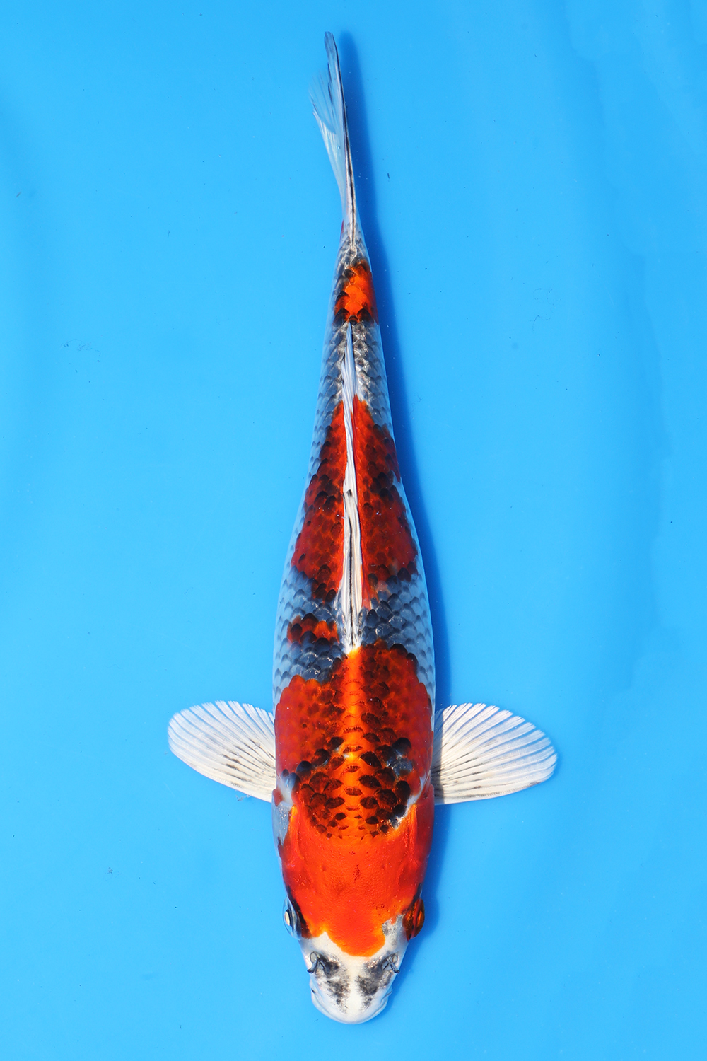 Kujaku