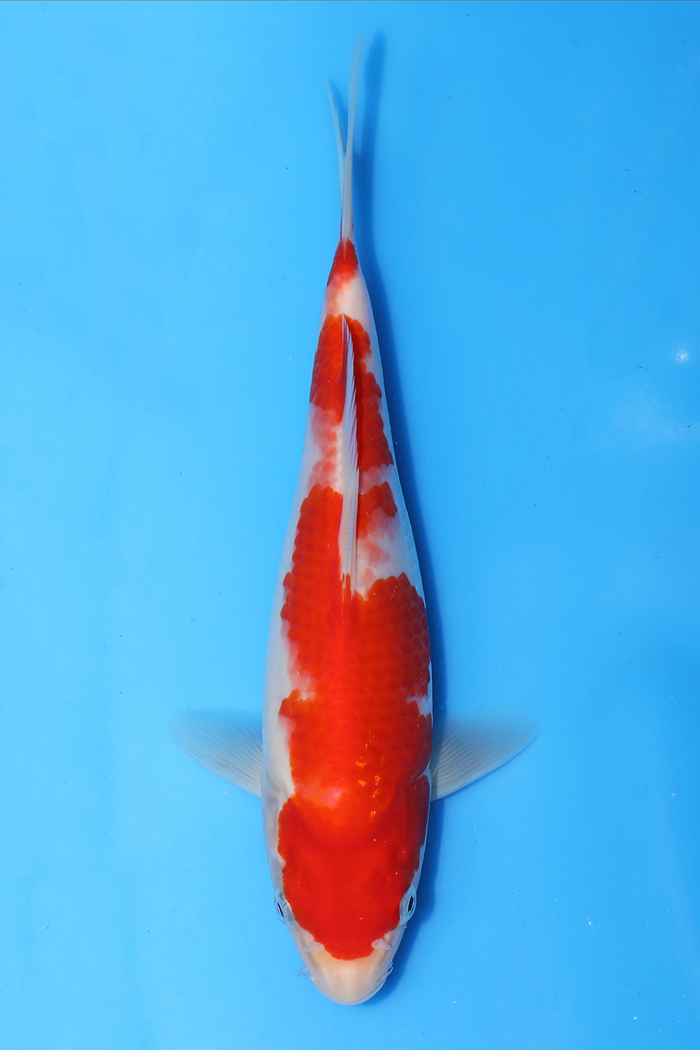 Kohaku