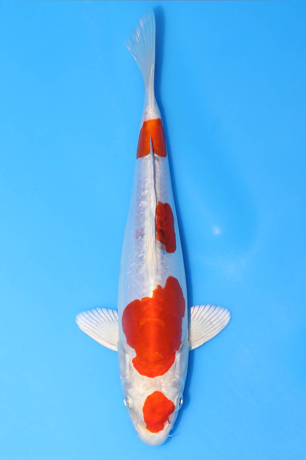 Yamatonishiki
