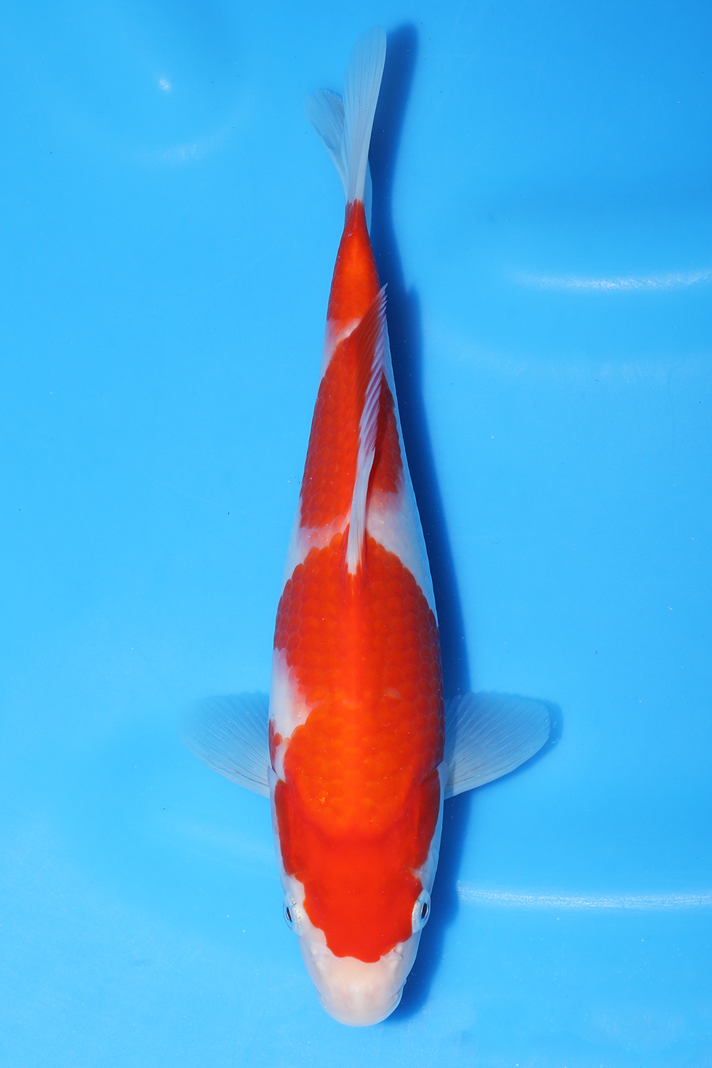 Kohaku