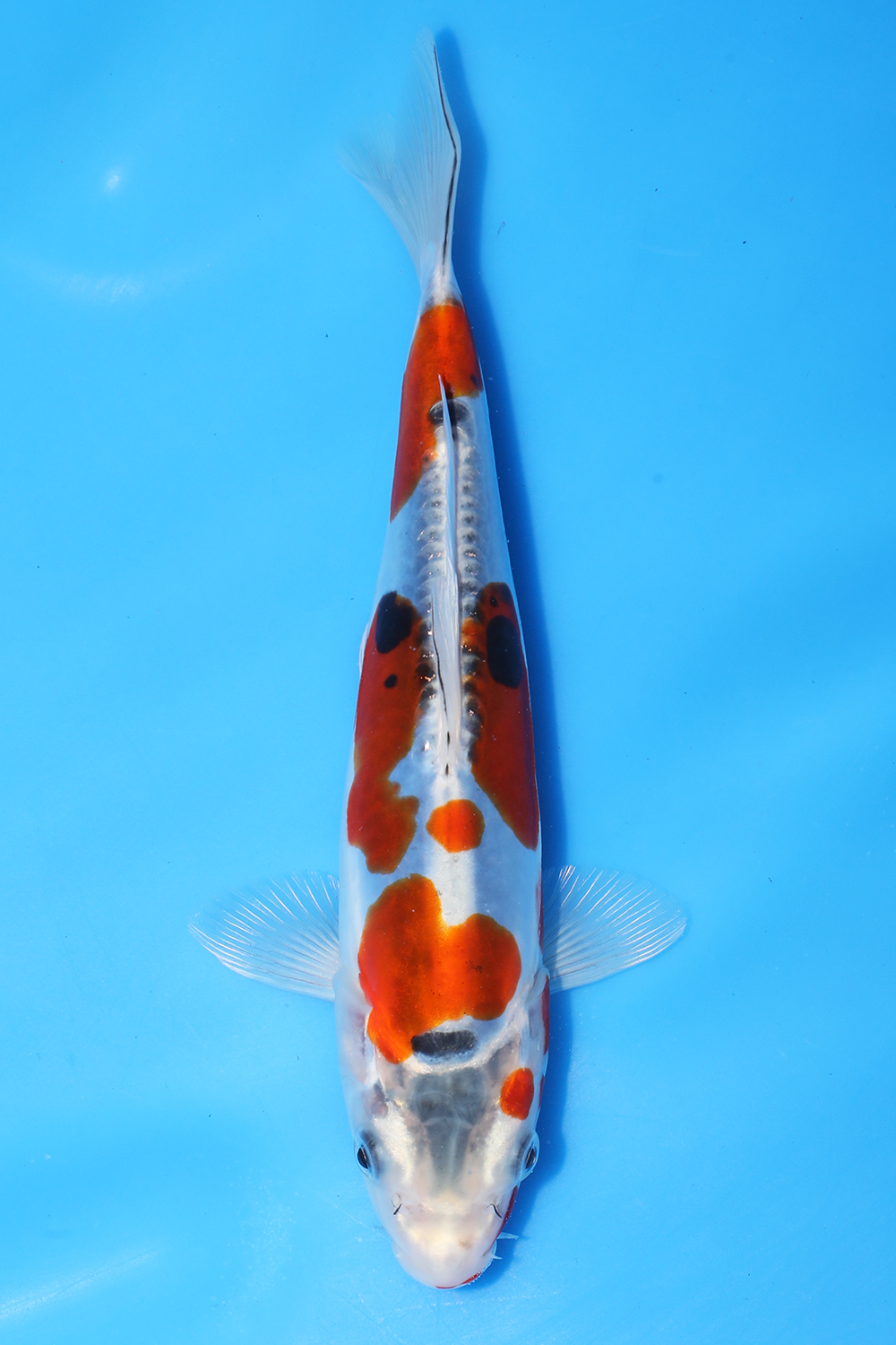 Beni Kikokuryu