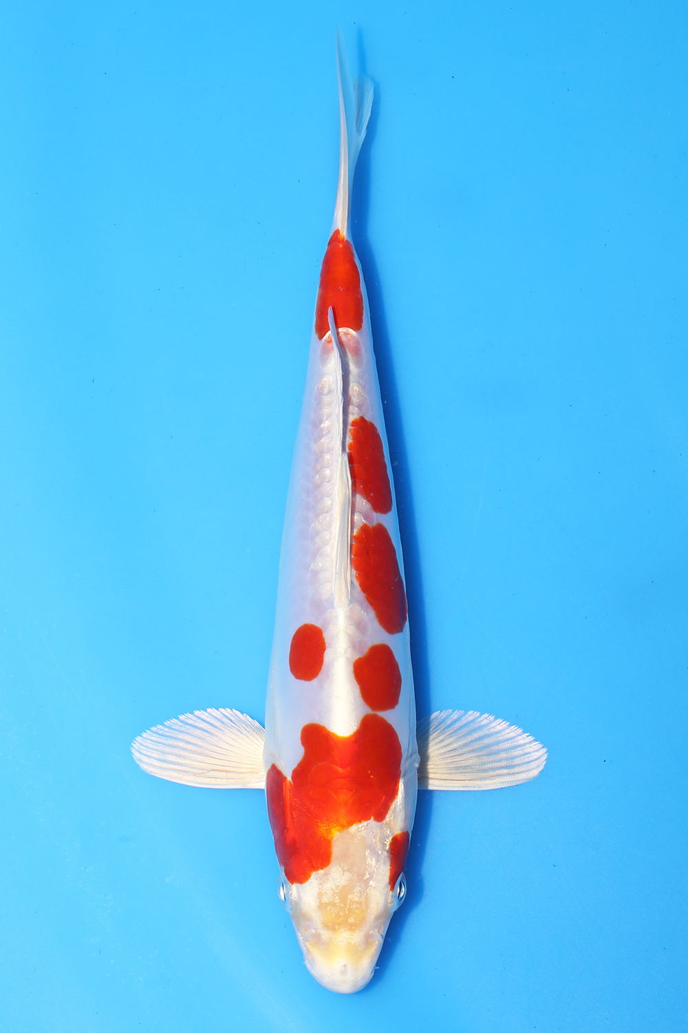 Kikusui