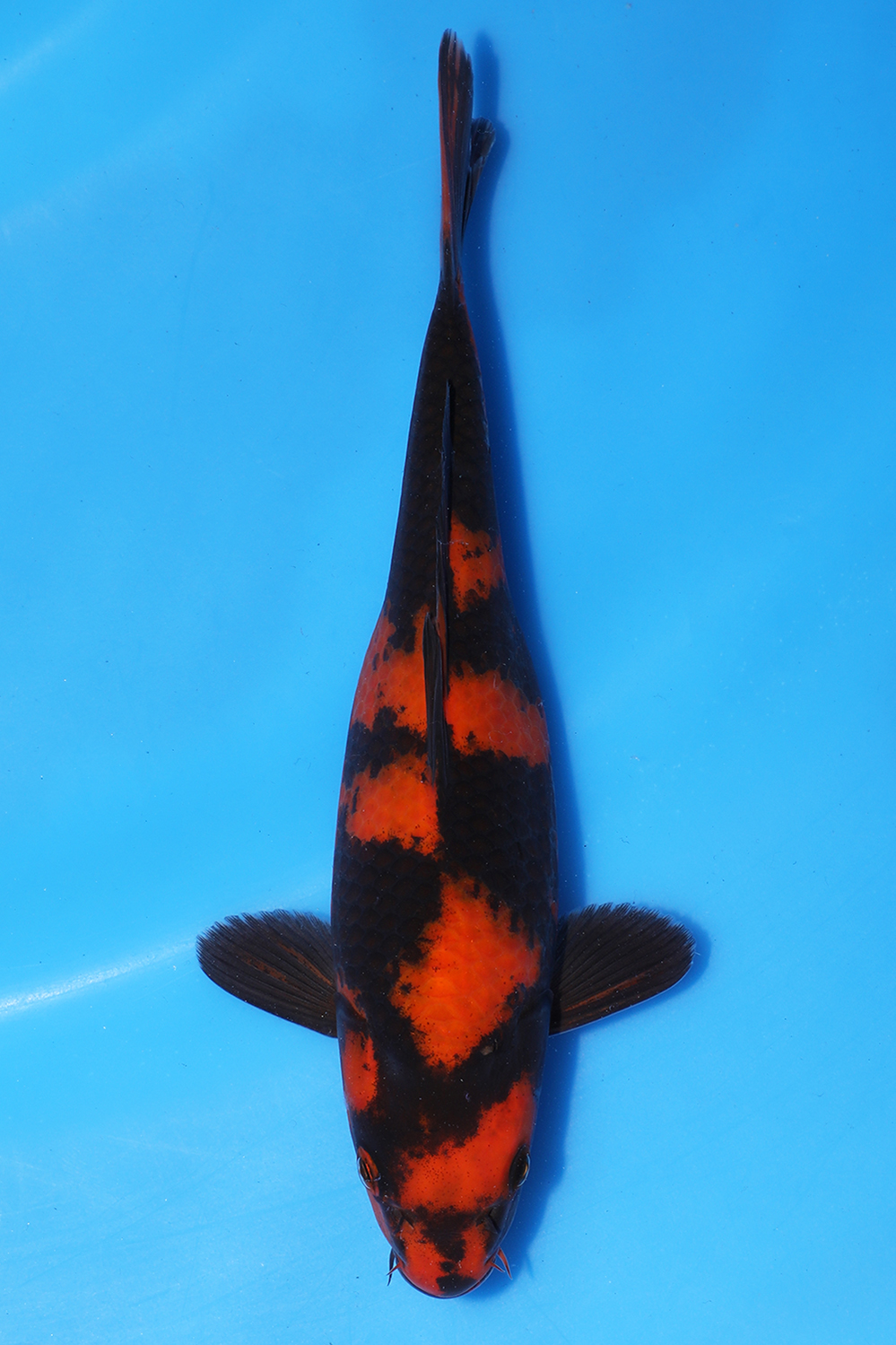 Hi Utsuri