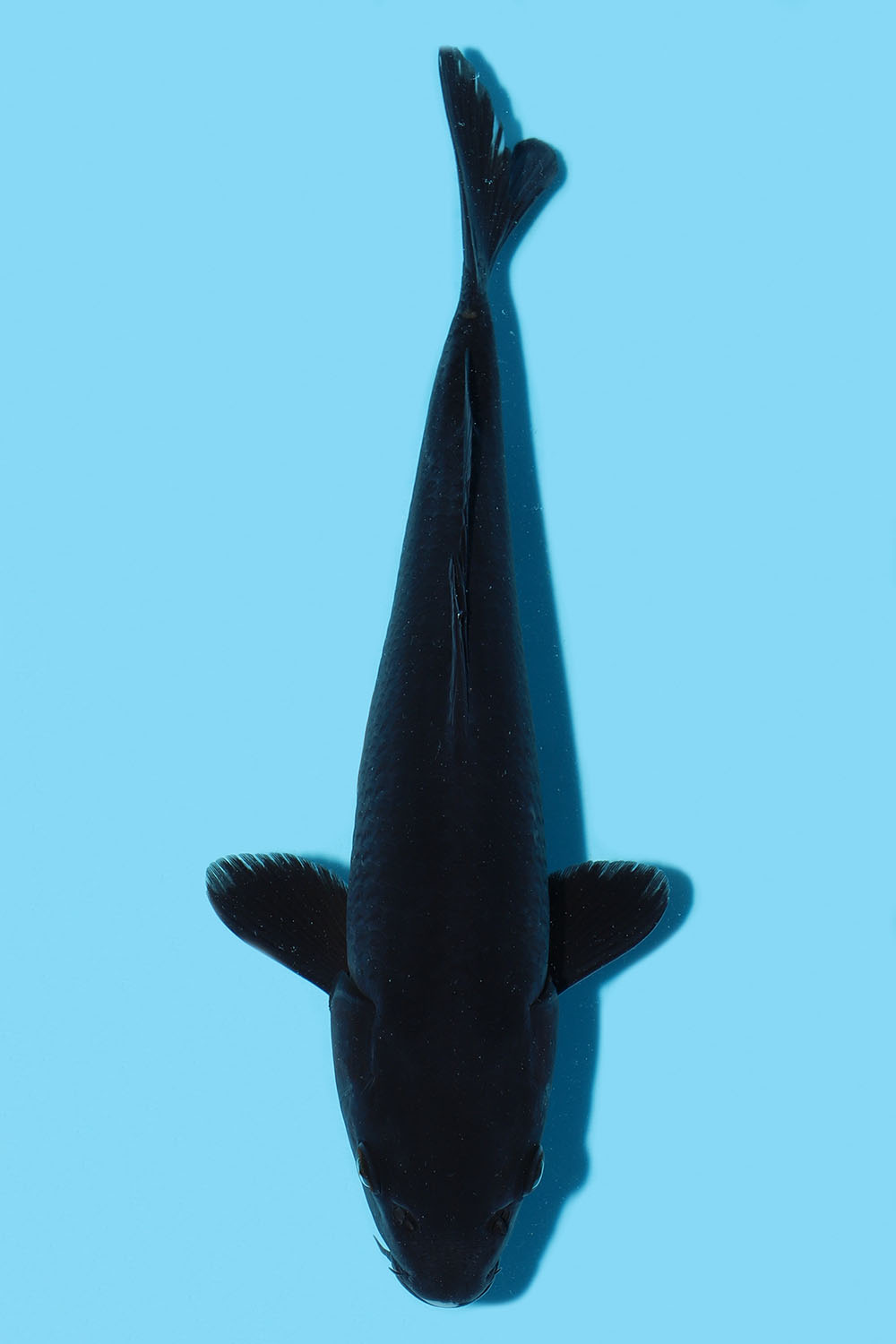 Hajiro