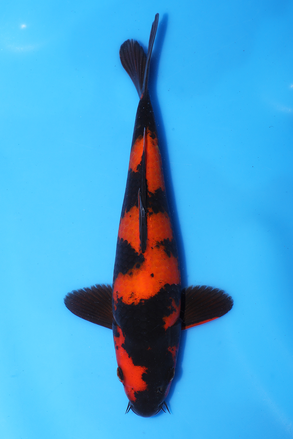 Hi Utsuri