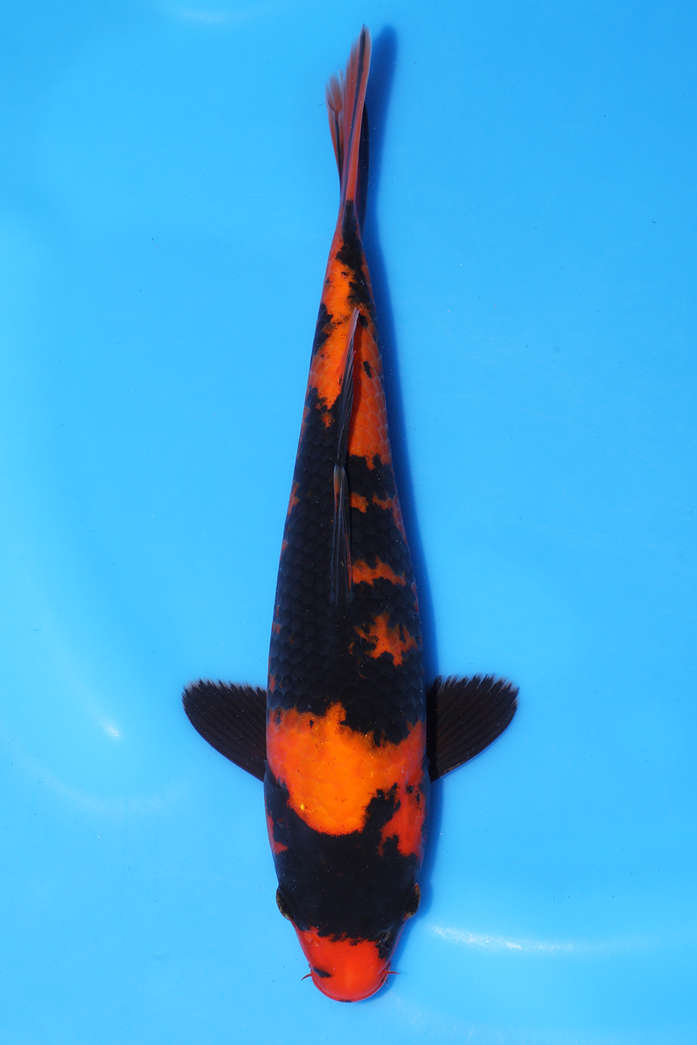Hi Utsuri