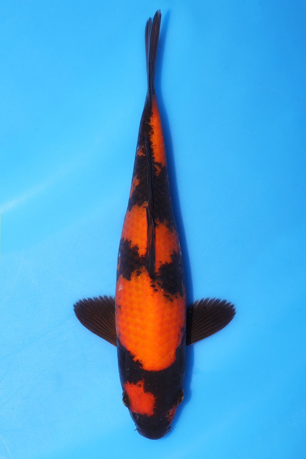 Hi Utsuri