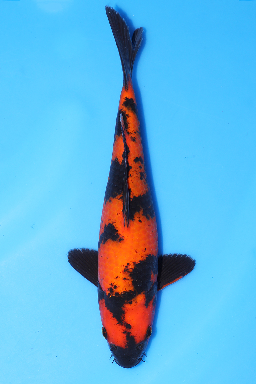 Hi Utsuri