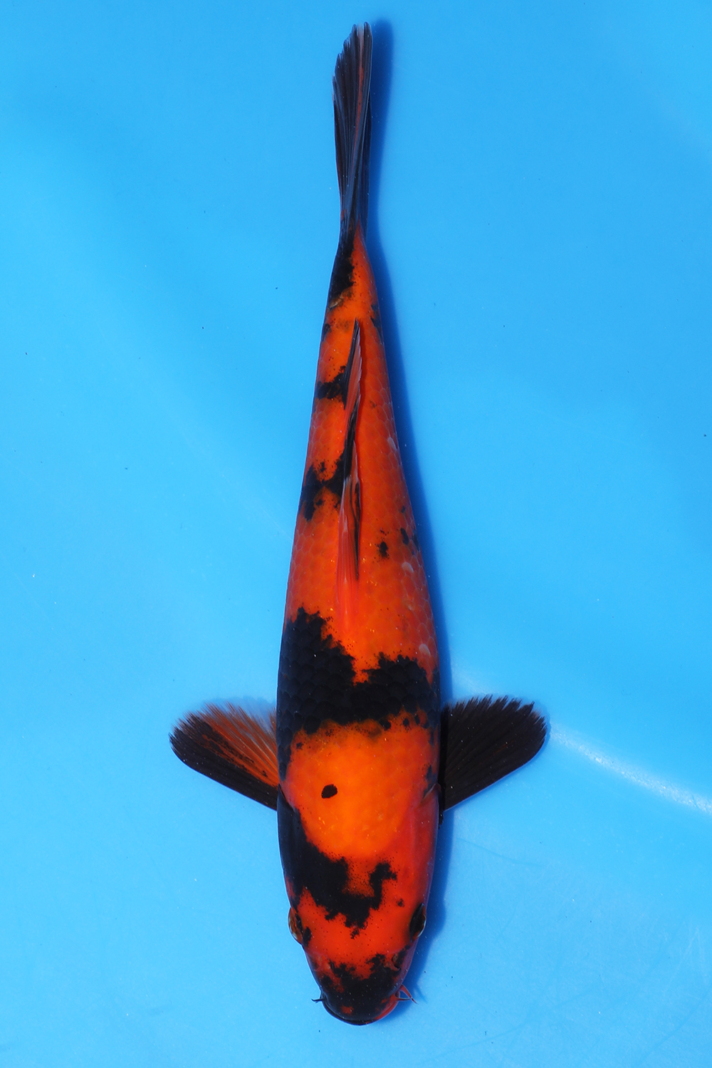 Hi Utsuri