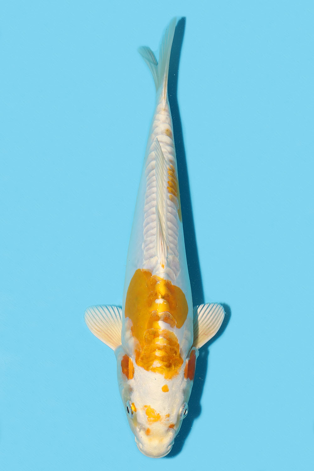 Hariwake