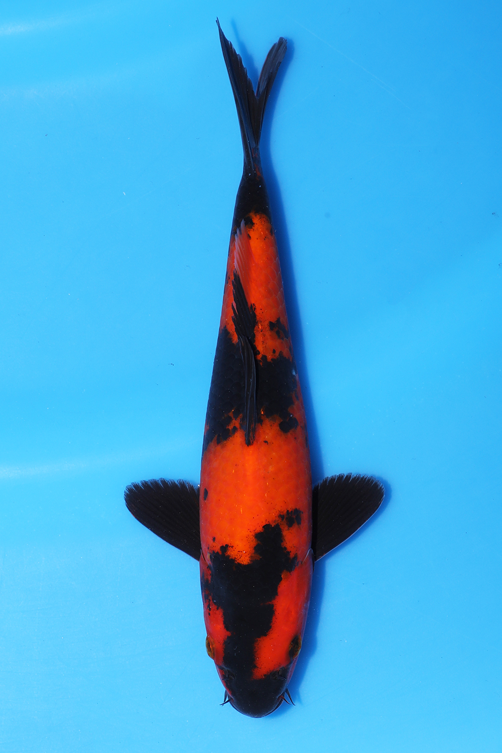 Hi Utsuri