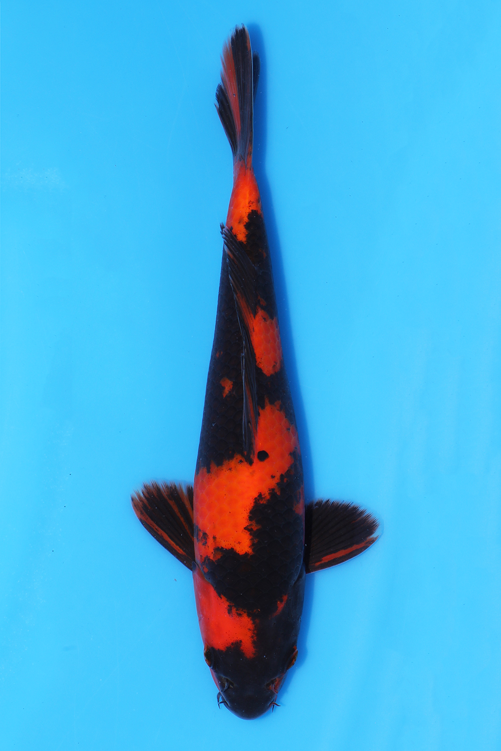 Hi Utsuri