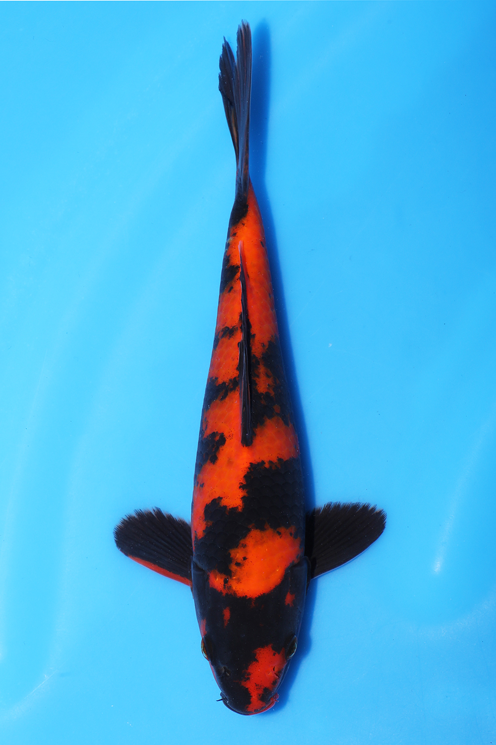 Hi Utsuri