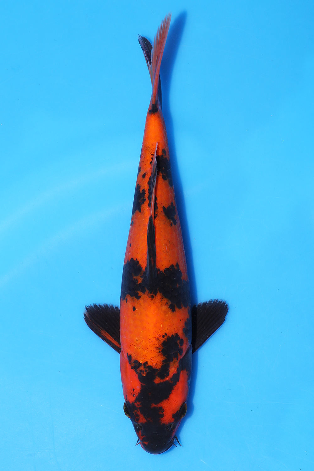 Hi Utsuri