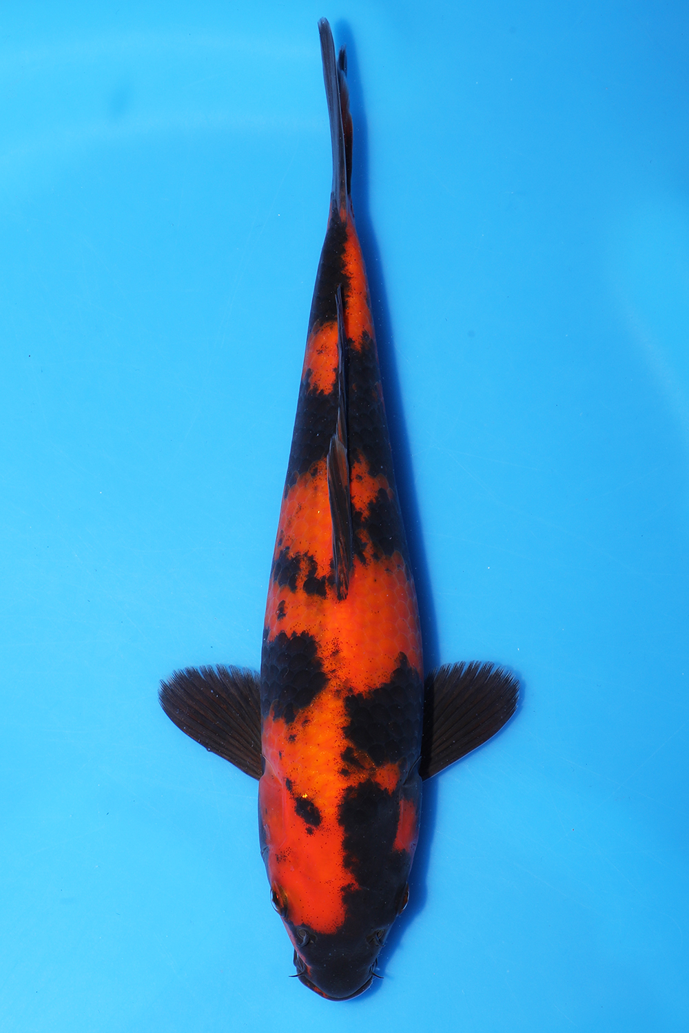 Hi Utsuri