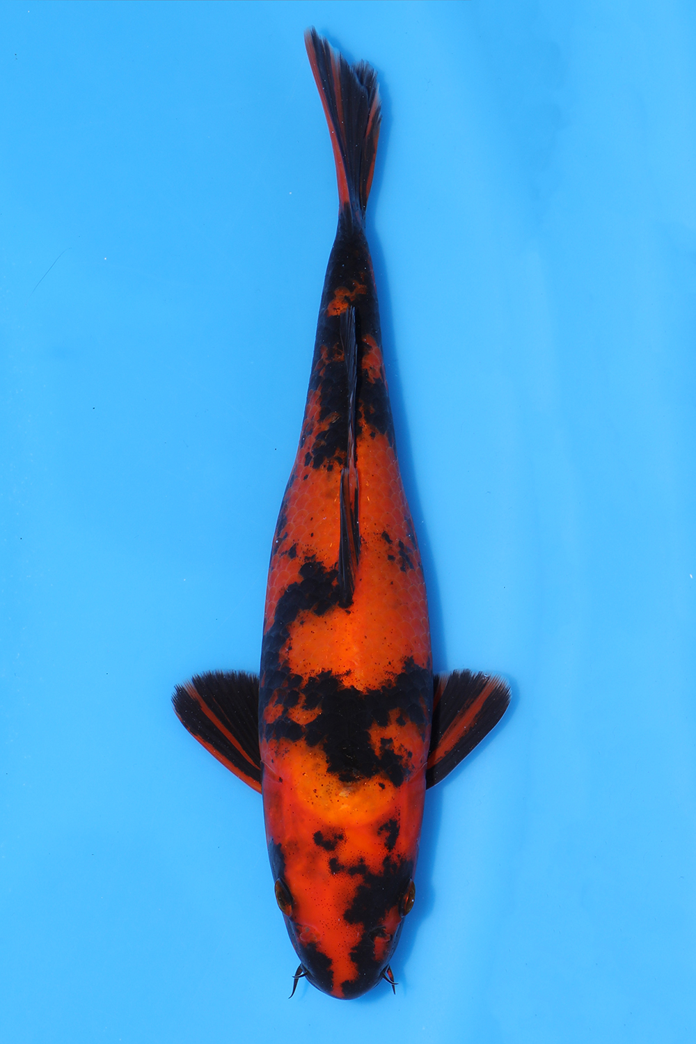 Hi Utsuri