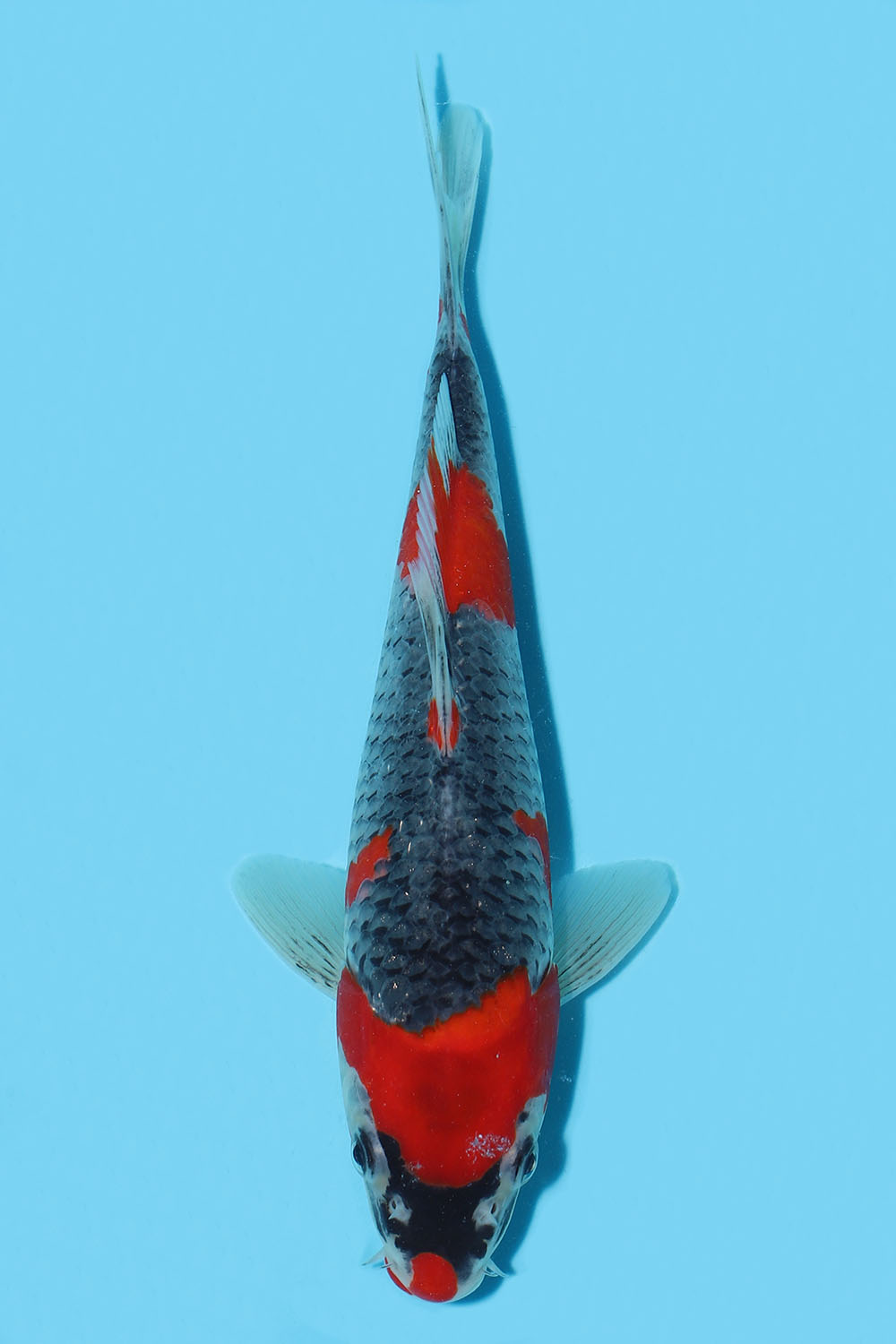 Goshiki