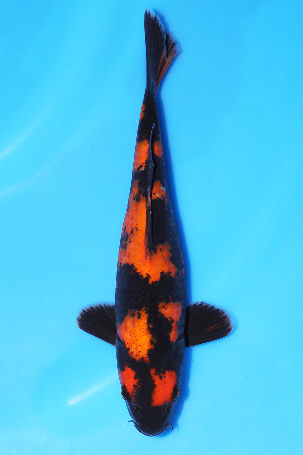 Hi Utsuri
