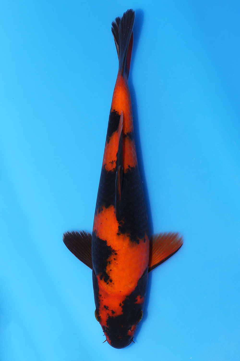 Hi Utsuri