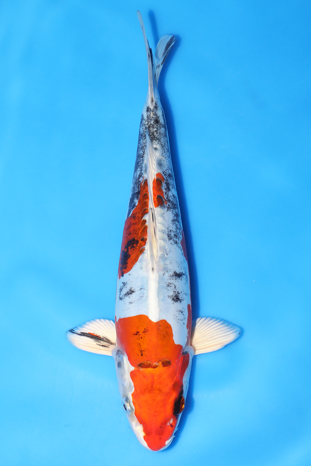 Beni Kikokuryu