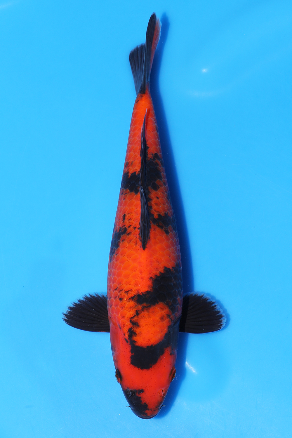 Hi Utsuri