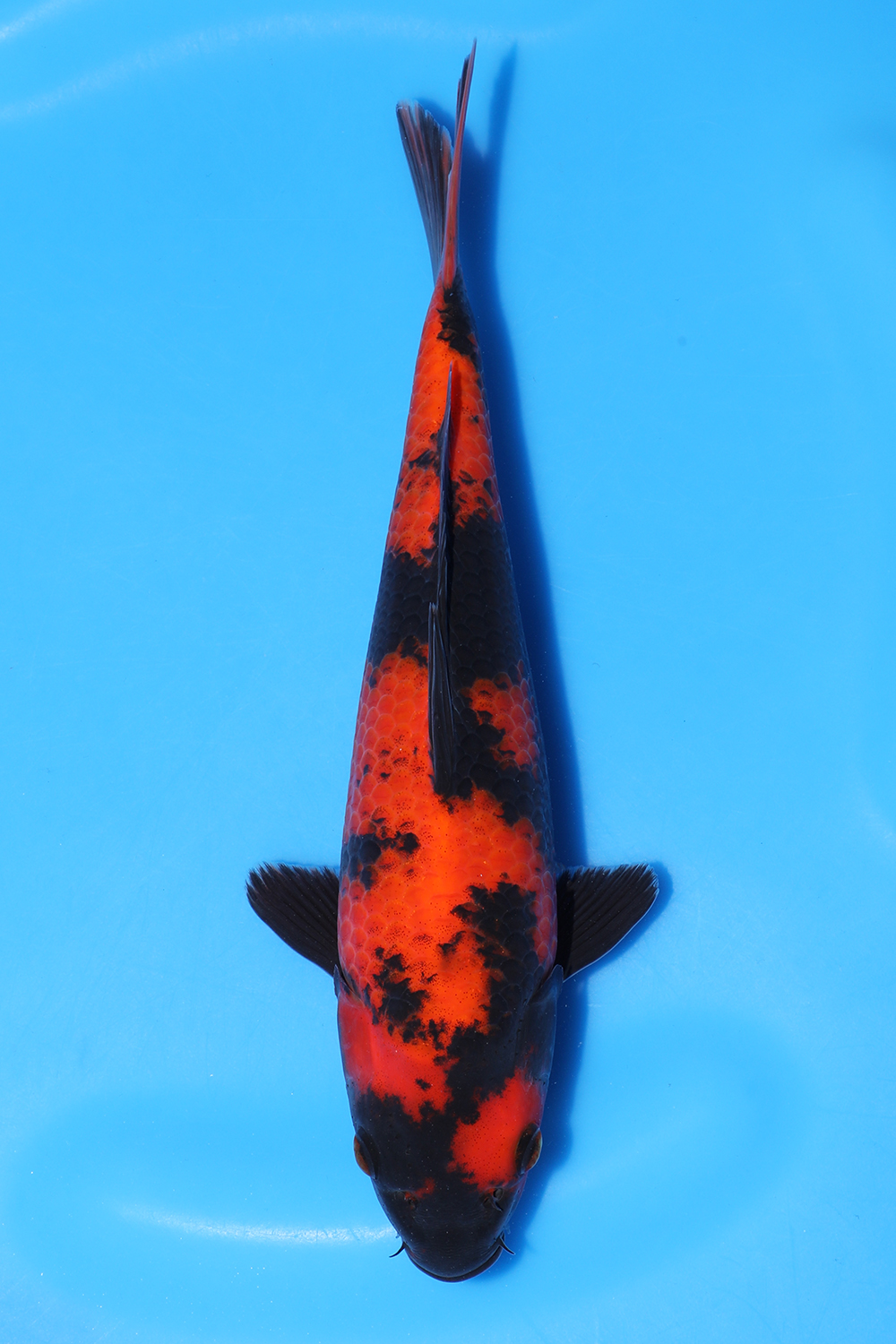 Hi Utsuri