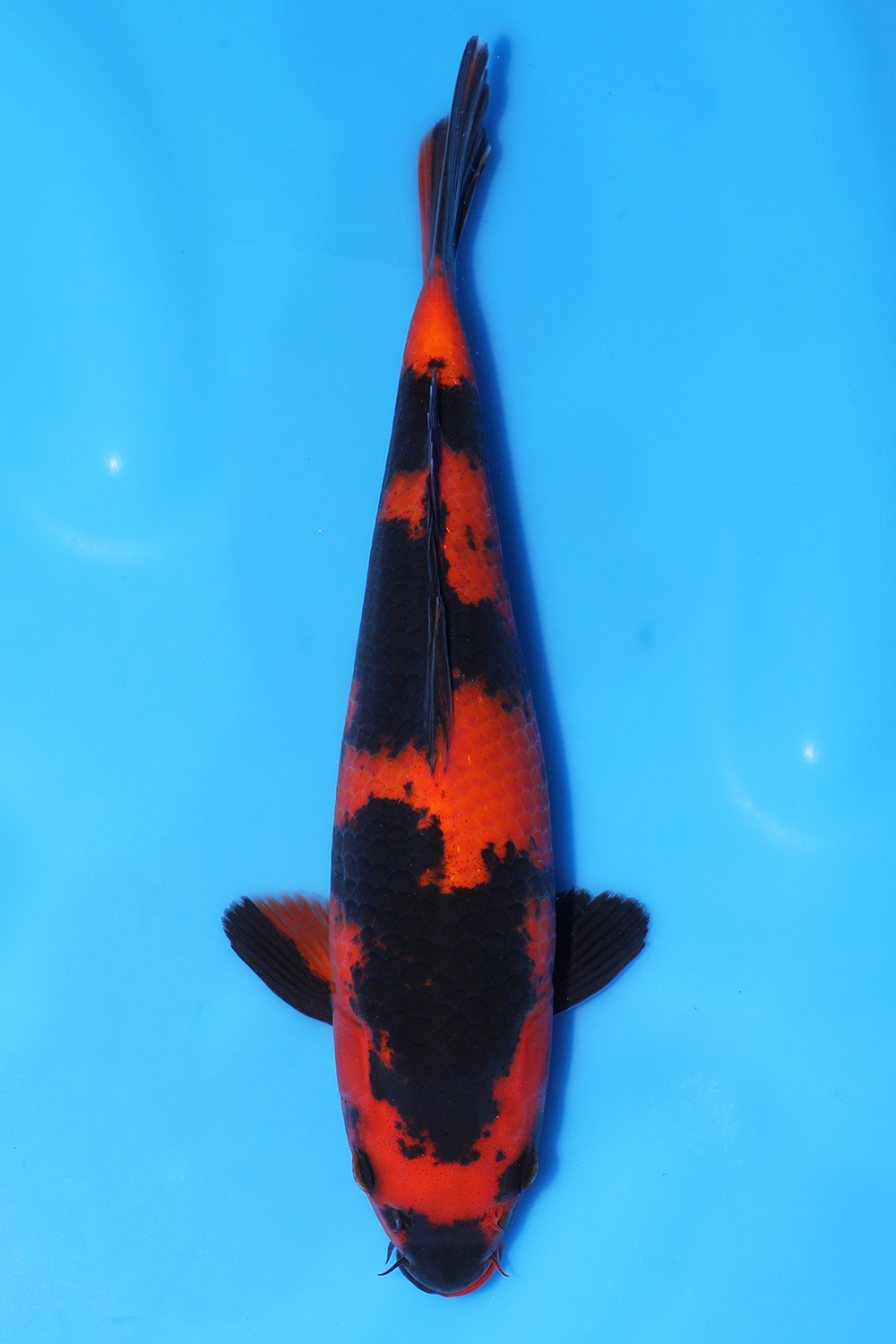 Hi Utsuri