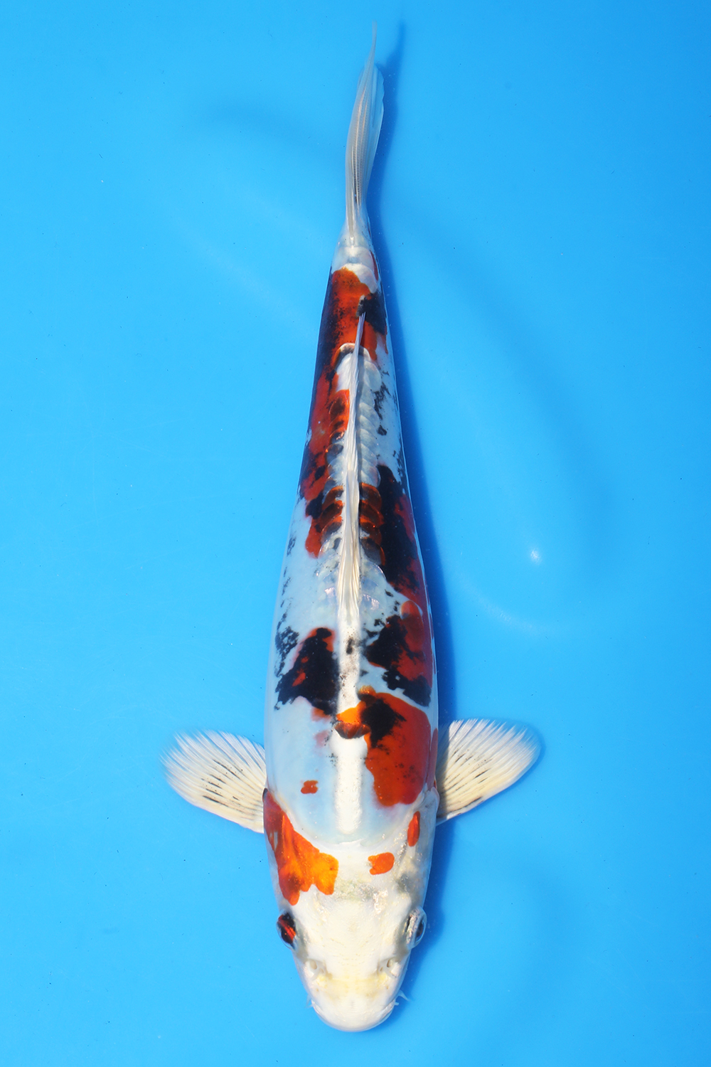 Beni Kikokuryu