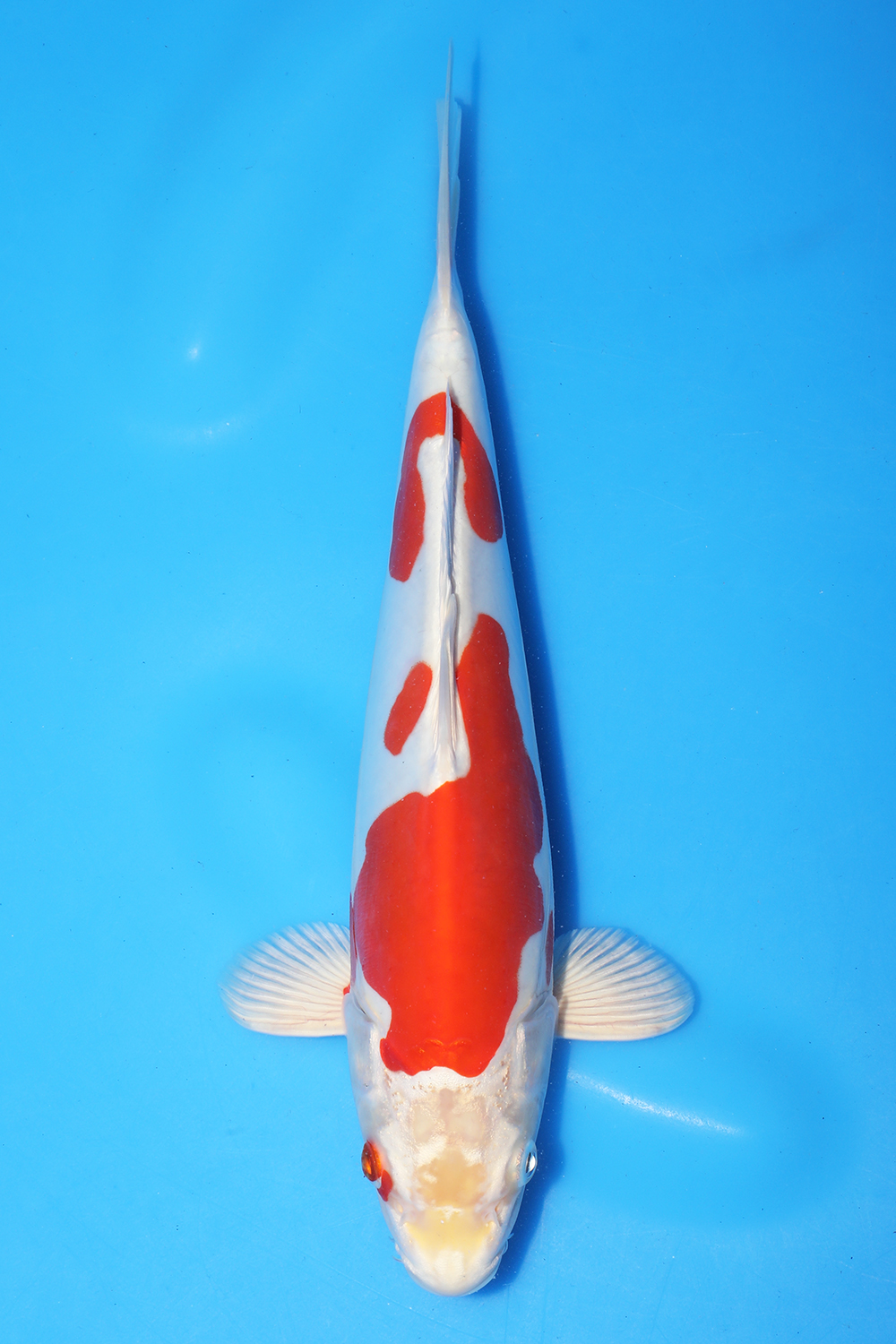Kikusui