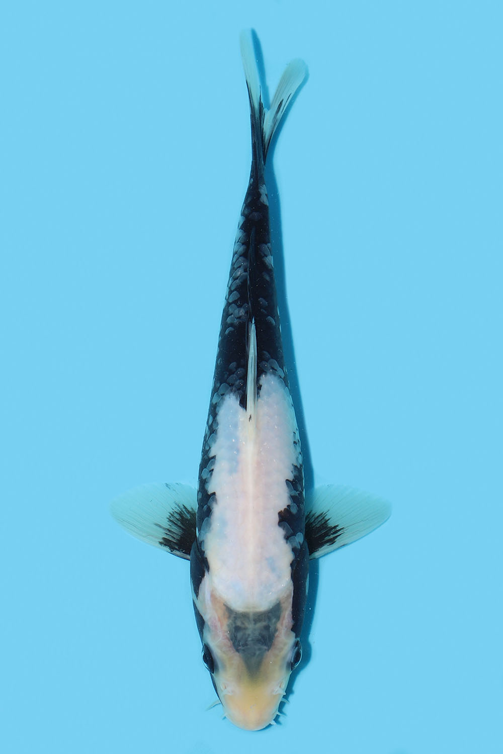 Matsukawabake