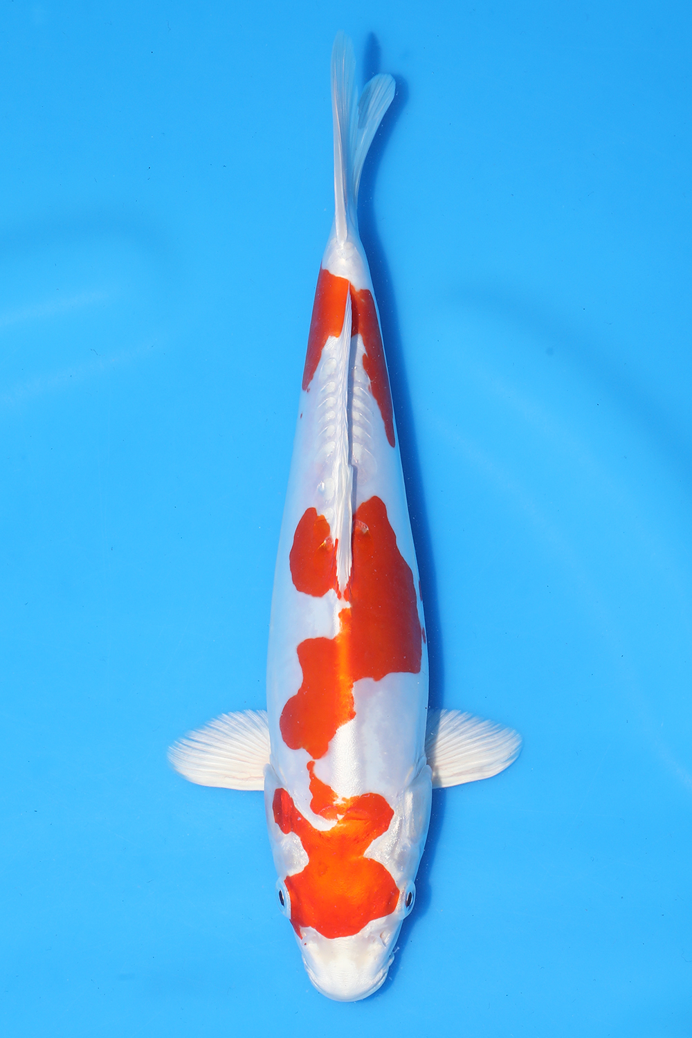 Kikusui