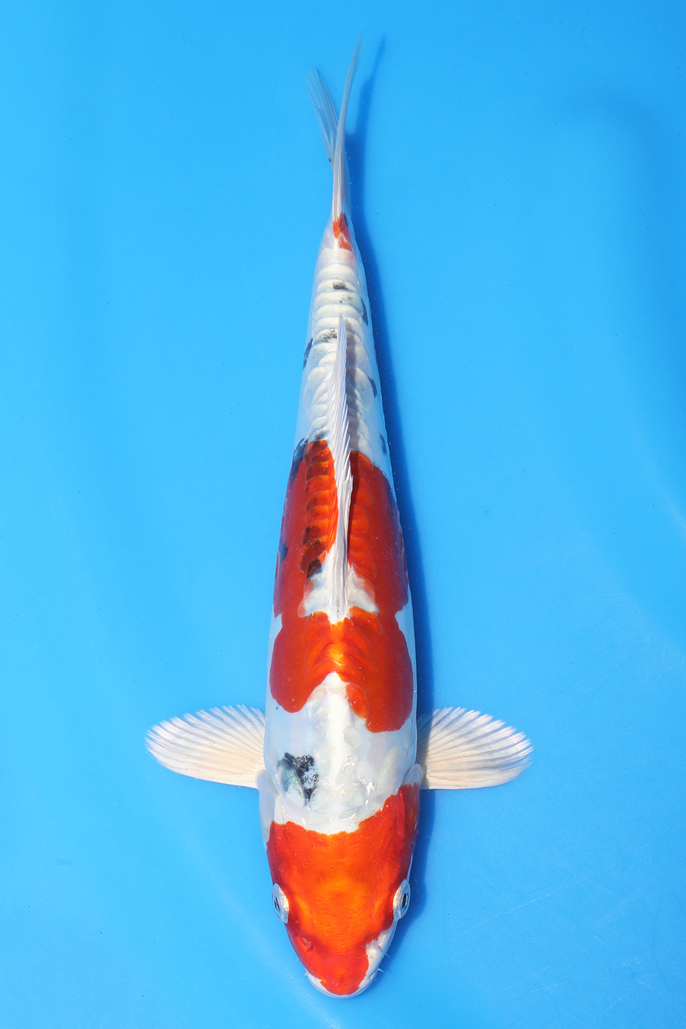 Yamatonishiki