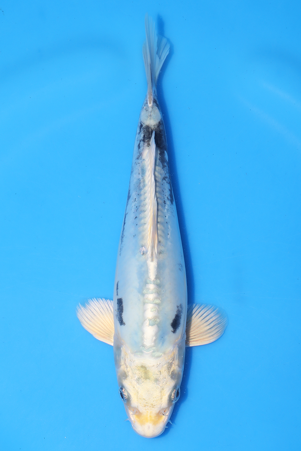 Kikouryu