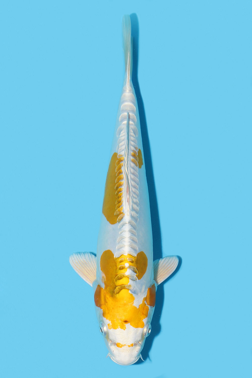 Hariwake